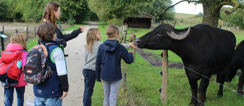 Gruppe Kinder im Tierpark mit einem Wasserbüffel am Zaun